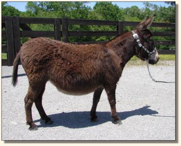 Click photo to enlarge image of miniature donkey