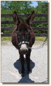 Click photo of miniature donkey to enlarge image