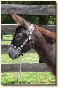 Click photo of miniature donkey to enlarge image