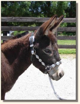 Click photo of miniature donkey to enlarge image