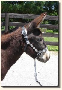 Click photo of miniature donkey to enlarge image