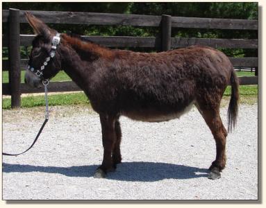 Click photo of miniature donkey to enlarge image