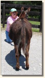 Click photo of miniature donkey to enlarge image