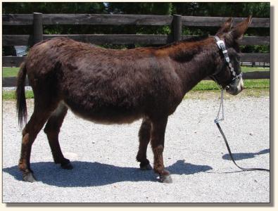 Click photo of miniature donkey to enlarge image