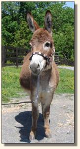 Click photo  of miniature donkey to enlarge image