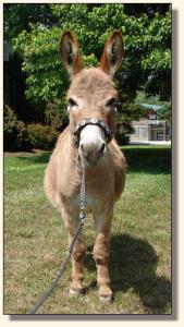 Click image of miniature donkey to enlarge photo