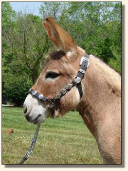 Click image of miniature donkey to enlarge photo