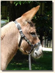 Click image of miniature donkey to enlarge photo