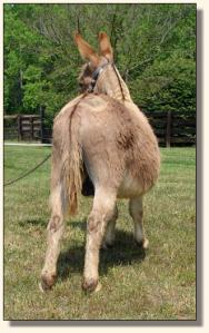 Click image of miniature donkey to enlarge photo