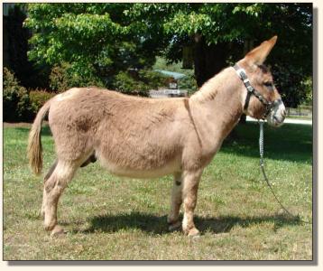 Click image of miniature donkey to enlarge photo