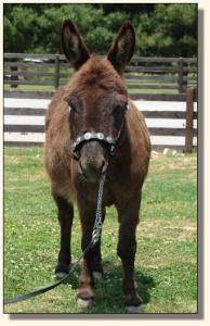 Click photo of miniature donkey to enlarge image