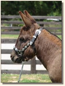 Click photo of miniature donkey to enlarge image