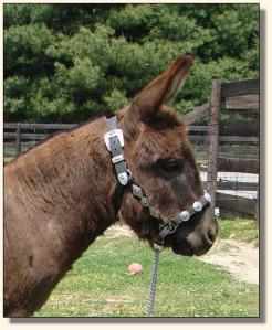 Click photo of miniature donkey to enlarge image