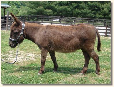 Click photo of miniature donkey to enlarge image