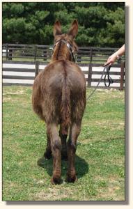 Click photo of miniature donkey to enlarge image