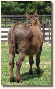 Click photo of miniature donkey to enlarge image