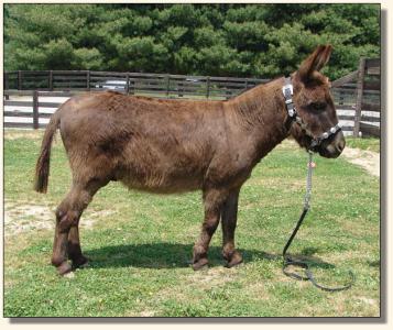 Click photo of miniature donkey to enlarge image