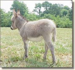 Parkside Cricket, miniature donkey jennet for sale