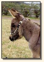 Wit's End Farm Felina, miniature donkey for sale (7637 bytes)