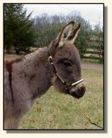Wit's End Farm Felina, miniature donkey for sale (7833 bytes)