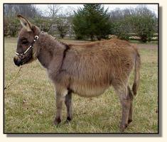 Miniature Donkey for sale, Wit's End Farm Felina (11,879 bytes)