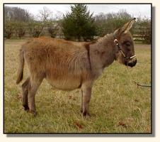 Miniature Donkey for sale, Wit's End Farm Felina (10,667 bytes)