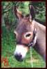 The Red Gate Miniature Donkey Farm